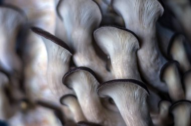 mantar orman bölgesi