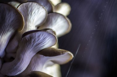 mantar orman bölgesi