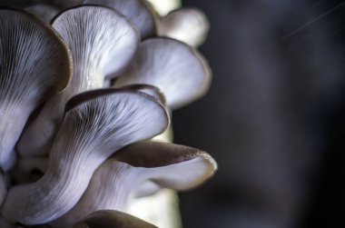 mantar orman bölgesi