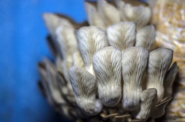 mantar orman bölgesi