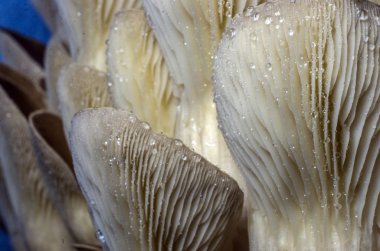 mantar orman bölgesi