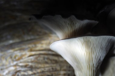 mantar orman bölgesi