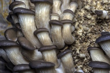 mantar orman bölgesi