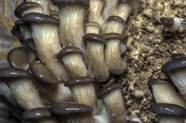 mantar orman bölgesi