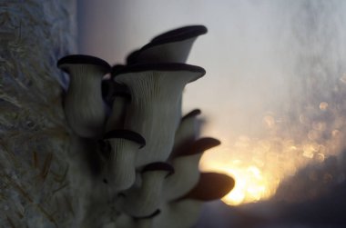 mantar orman bölgesi