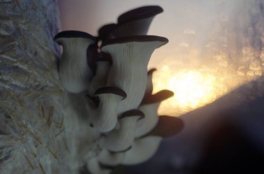 mantar orman bölgesi