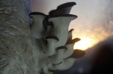 mantar orman bölgesi