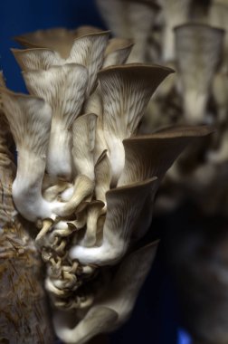 mantar orman bölgesi