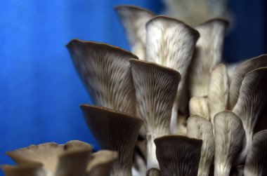 mantar orman bölgesi