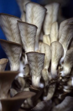 mantar orman bölgesi