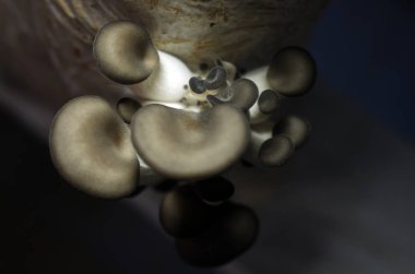 mantar orman bölgesi