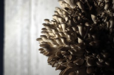 mantar orman bölgesi