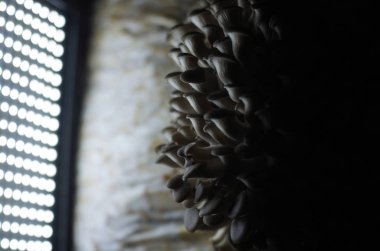 mantar orman bölgesi