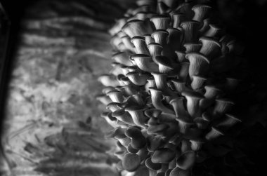 mantar orman bölgesi