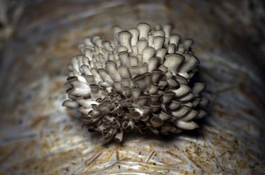 mantar orman bölgesi