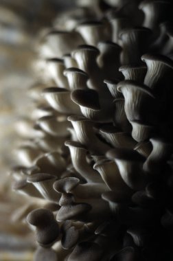 mantar orman bölgesi