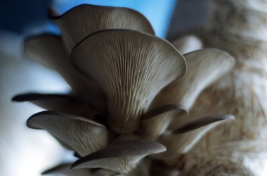 mantar orman bölgesi