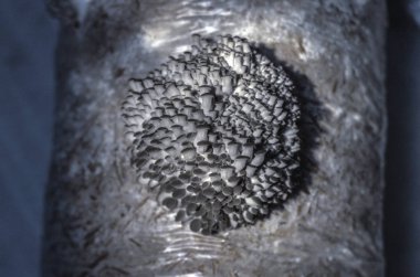 mantar orman bölgesi