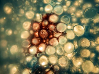 boya ile kimyasal deney