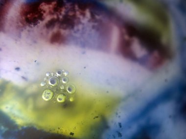 boya ile kimyasal deney