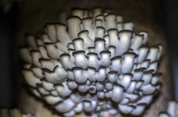Pilze Aus Der Waldzone — Stockfoto