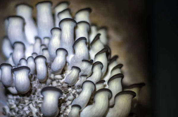 Svamp Zonen Skog — Stockfoto