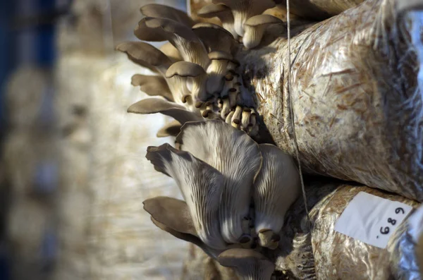 mantar orman bölgesi