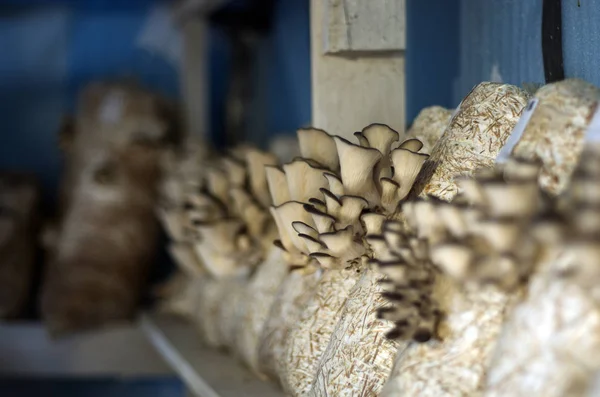 mantar orman bölgesi