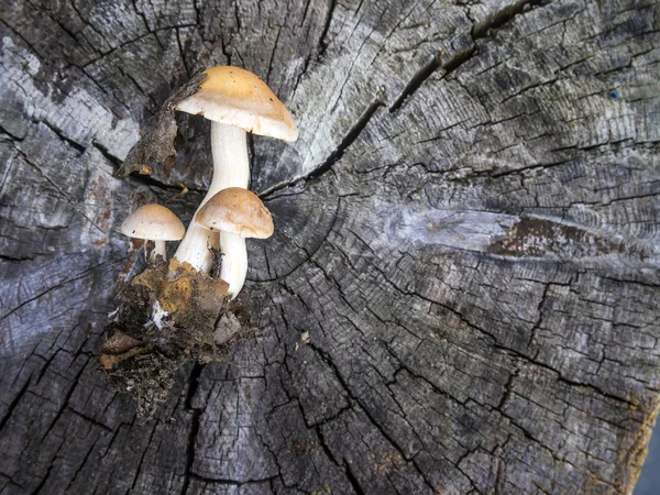 Svamp Zonen Skog — Stockfoto