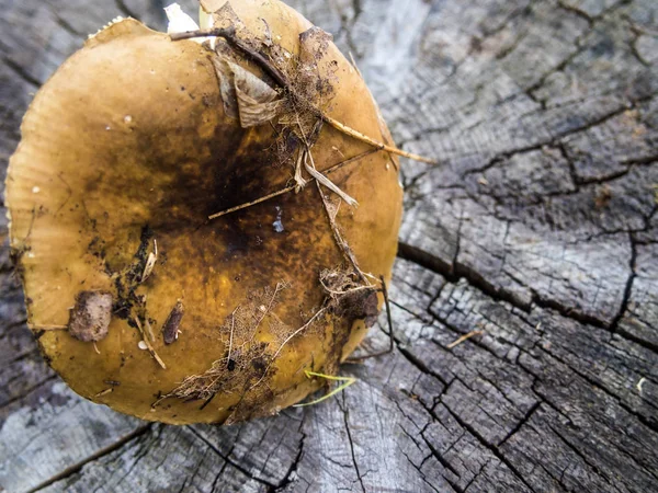 mantar orman bölgesi