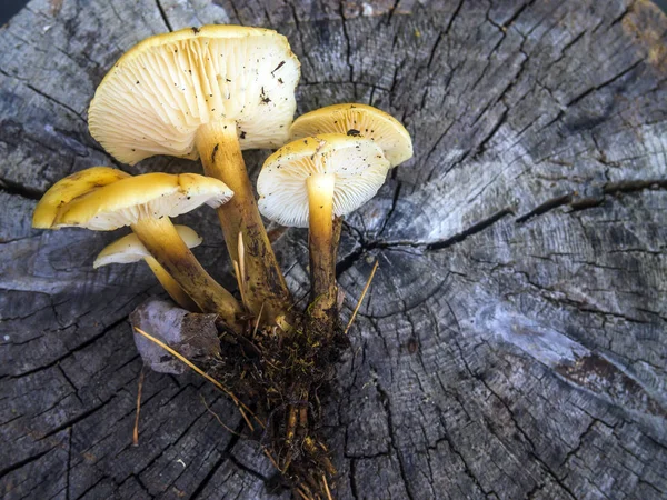 mantar orman bölgesi