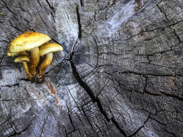 mantar orman bölgesi