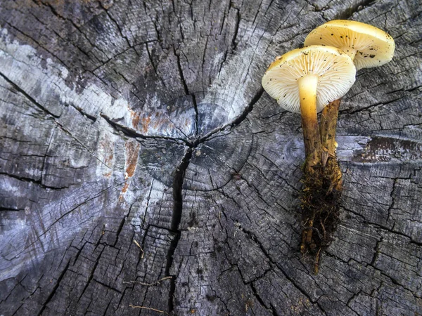 Pilze Aus Der Waldzone — Stockfoto