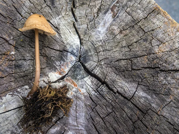 mantar orman bölgesi