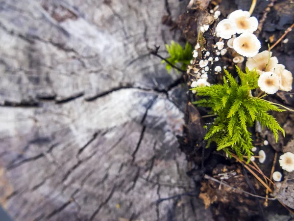 Pilze Aus Der Waldzone — Stockfoto