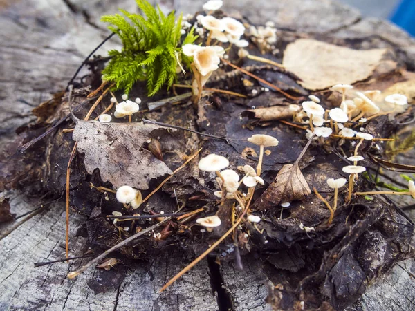 Pilze Aus Der Waldzone — Stockfoto