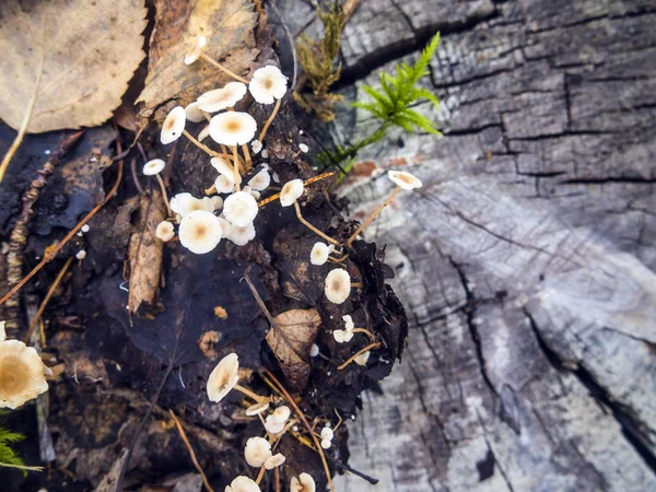 Pilze Aus Der Waldzone — Stockfoto