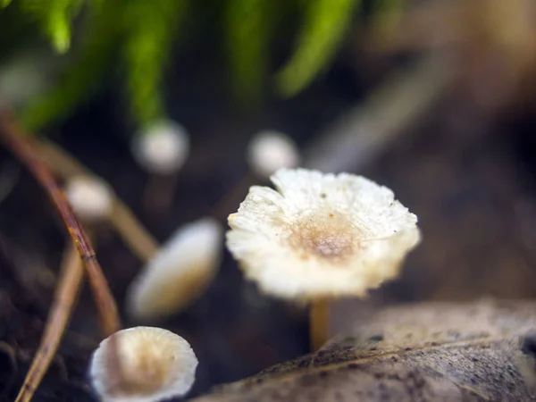 Pilze Aus Der Waldzone — Stockfoto