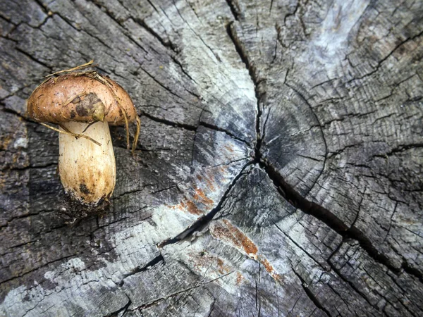 mantar orman bölgesi