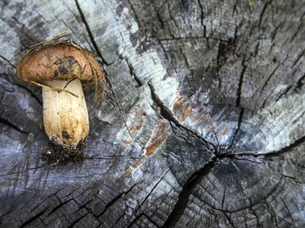mantar orman bölgesi