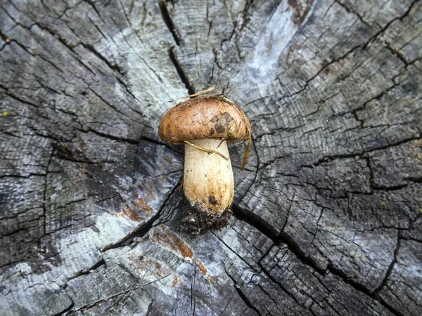 mantar orman bölgesi