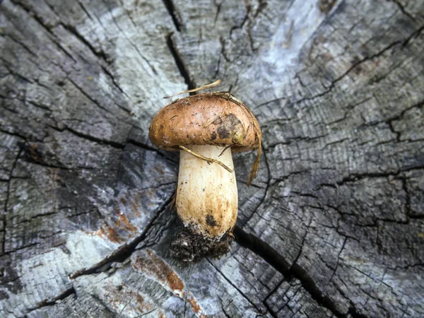 mantar orman bölgesi