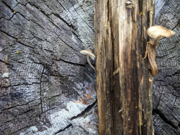 mantar orman bölgesi