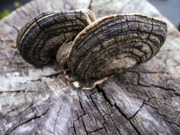 mantar orman bölgesi