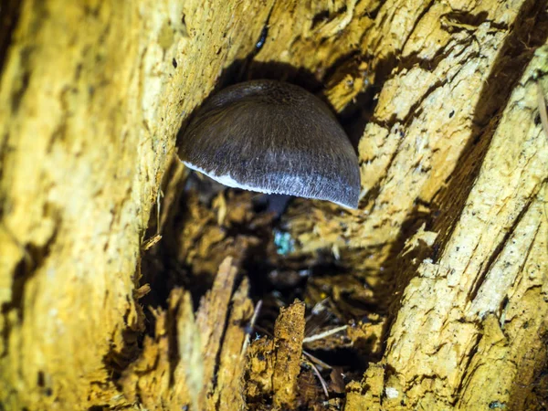 Cogumelos Zona Florestal — Fotografia de Stock