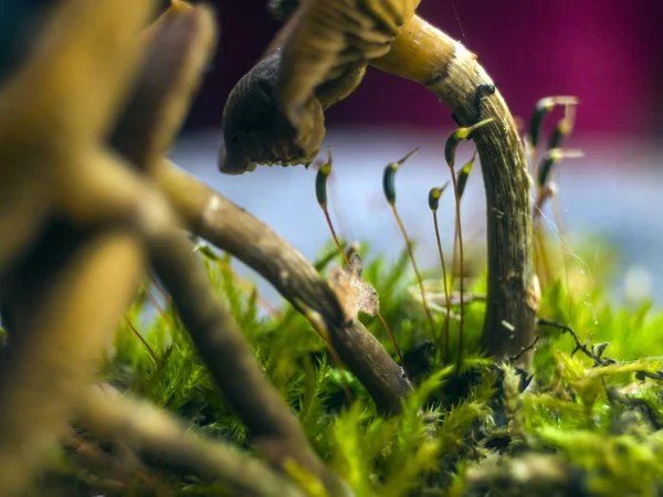 mantar orman bölgesi