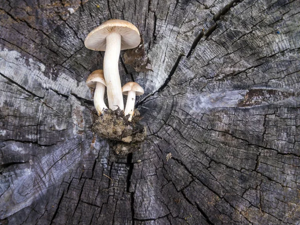 mantar orman bölgesi