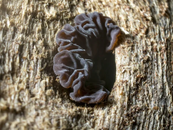 mantar orman bölgesi