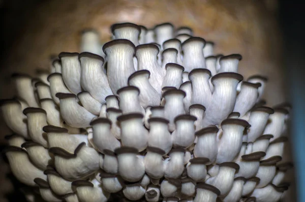 mantar orman bölgesi