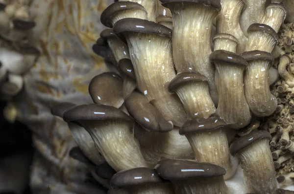 mantar orman bölgesi